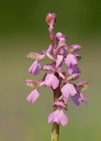 Green-winged Orchid Anacamptis morio