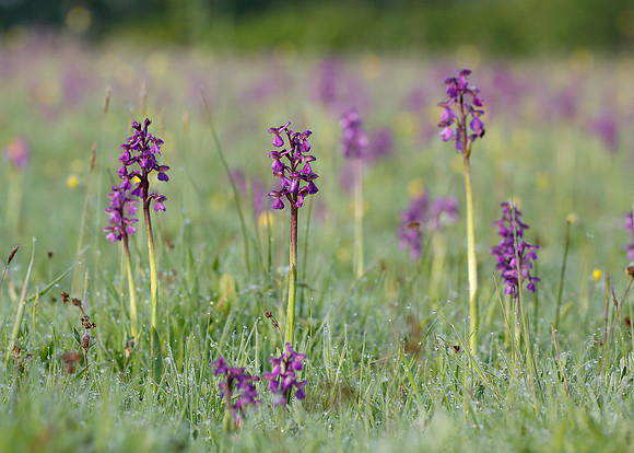 Green-winged Orchid Anacamptis morio
