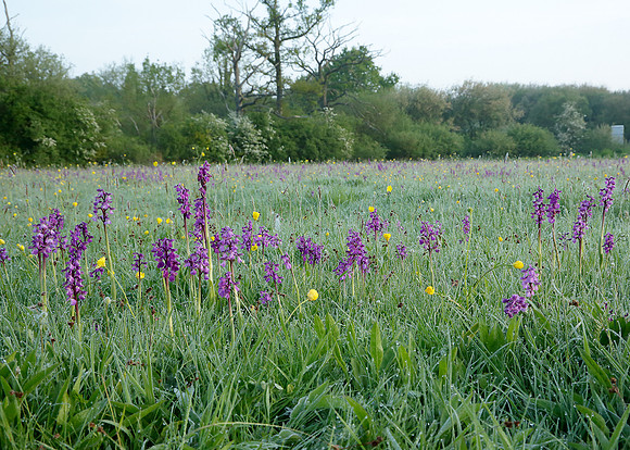 Green-winged Orchid Anacamptis morio