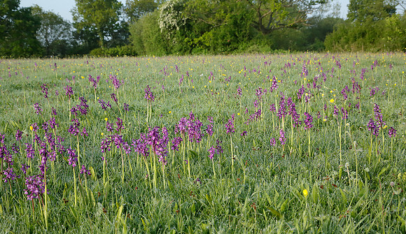 Green-winged Orchid Anacamptis morio