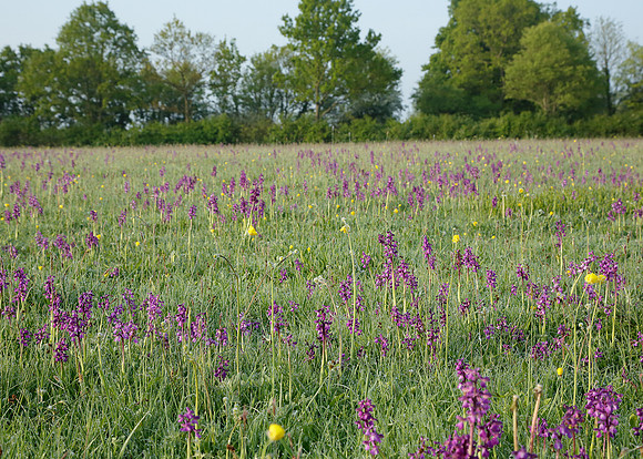Green-winged Orchid Anacamptis morio