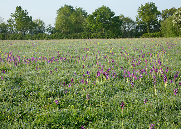 Green-winged Orchid Anacamptis morio
