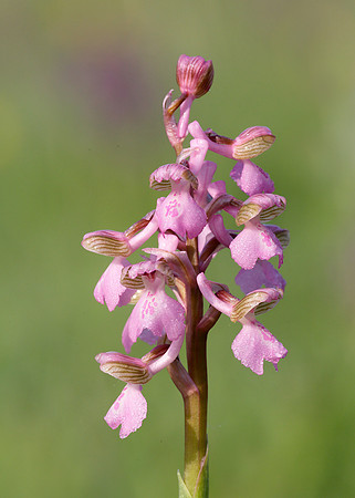 Green-winged Orchid Anacamptis morio