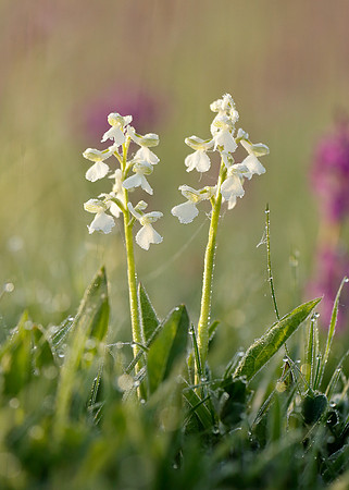 Green-winged Orchid Anacamptis morio