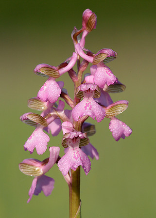 Green-winged Orchid Anacamptis morio