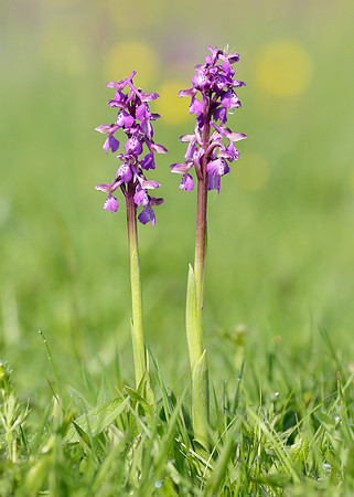 Green-winged Orchid Anacamptis morio