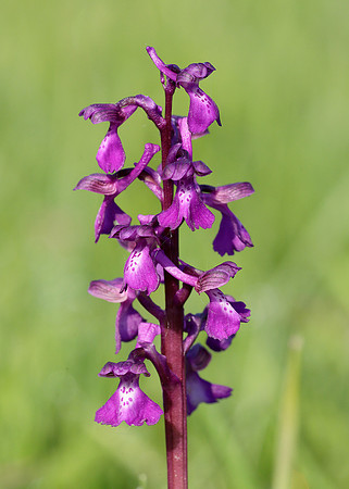Green-winged Orchid Anacamptis morio
