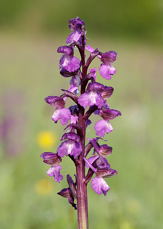 Green-winged Orchid Anacamptis morio