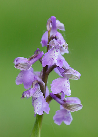 Green-winged Orchid Anacamptis morio