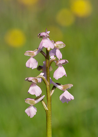 Green-winged Orchid Anacamptis morio