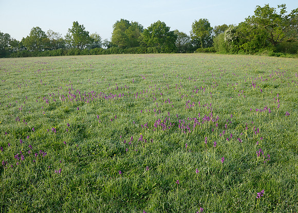 Green-winged Orchid Anacamptis morio