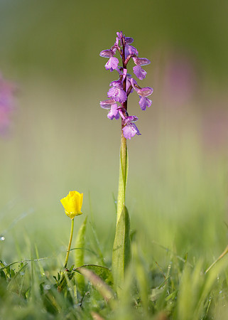 Green-winged Orchid Anacamptis morio
