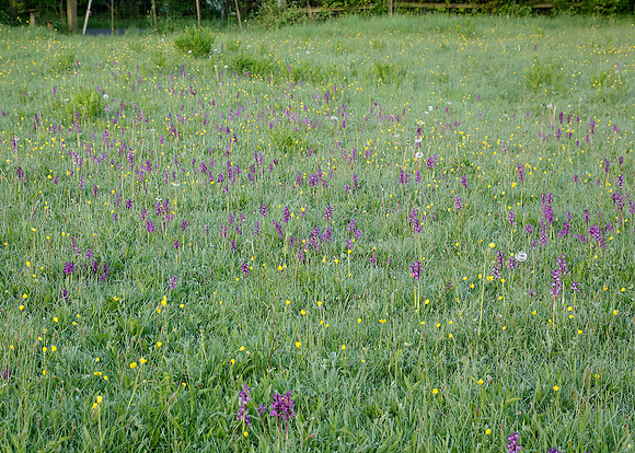 Green-winged Orchid Anacamptis morio