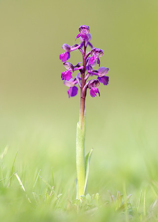 Green-winged Orchid Anacamptis morio