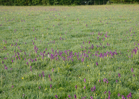 Green-winged Orchid Anacamptis morio