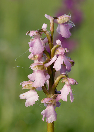 Green-winged Orchid Anacamptis morio