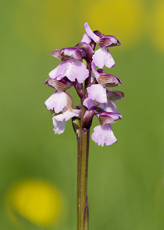 Green-winged Orchid Anacamptis morio