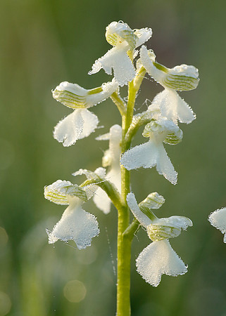 Green-winged Orchid Anacamptis morio