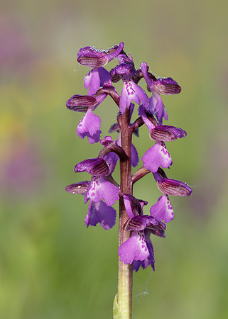 Green-winged Orchid Anacamptis morio