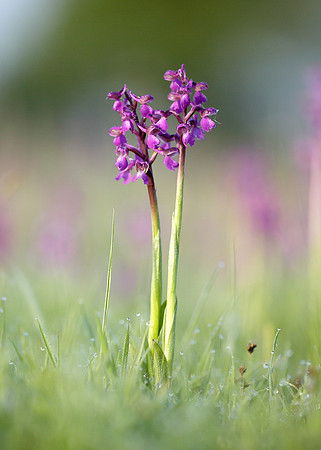 Green-winged Orchid Anacamptis morio