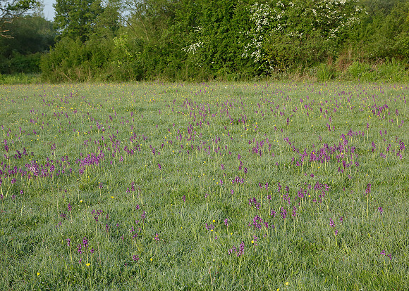 Green-winged Orchid Anacamptis morio