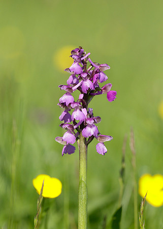 Green-winged Orchid Anacamptis morio