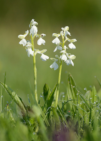 Green-winged Orchid Anacamptis morio