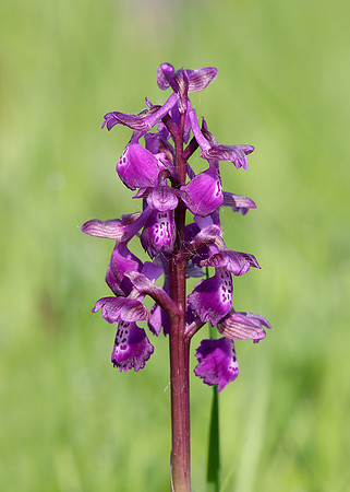Green-winged Orchid Anacamptis morio