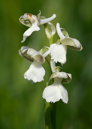 Green-winged Orchid Anacamptis morio