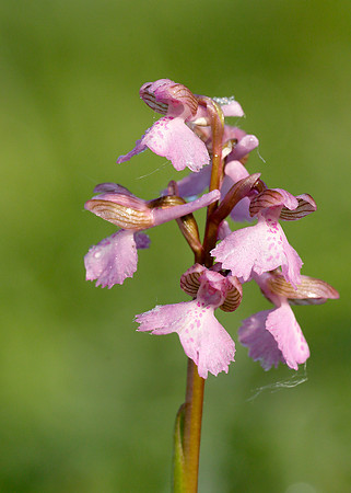 Green-winged Orchid Anacamptis morio