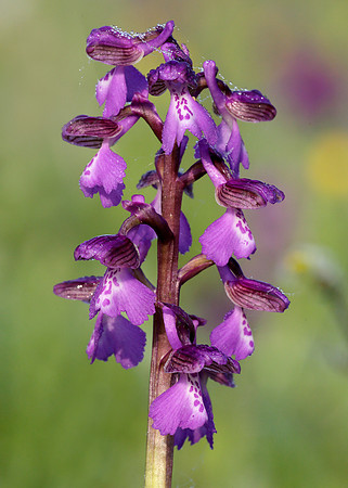 Green-winged Orchid Anacamptis morio