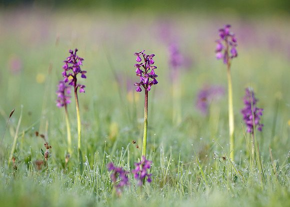 Green-winged Orchid Anacamptis morio