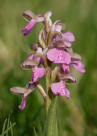 Green-winged Orchid Anacamptis morio