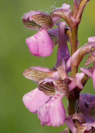 Green-winged Orchid Anacamptis morio