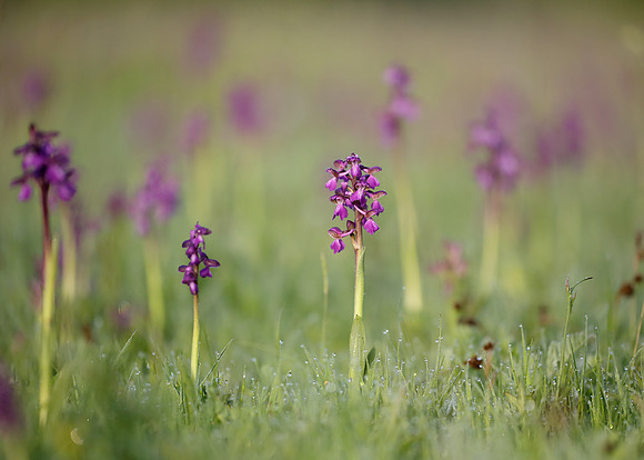 Green-winged Orchid Anacamptis morio