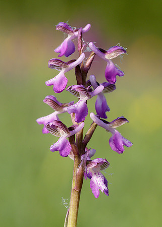 Green-winged Orchid Anacamptis morio