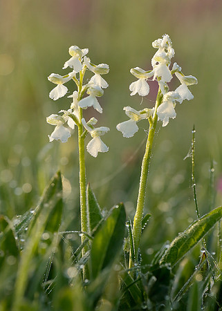 Green-winged Orchid Anacamptis morio