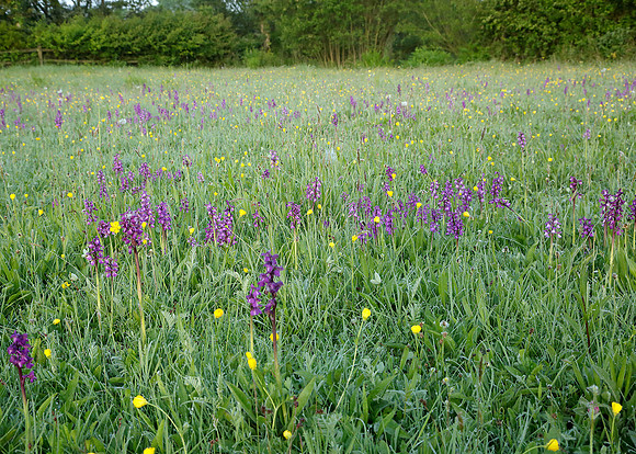 Green-winged Orchid Anacamptis morio