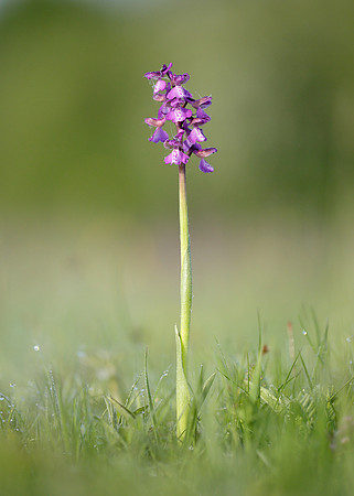 Green-winged Orchid Anacamptis morio