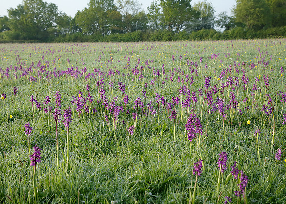 Green-winged Orchid Anacamptis morio