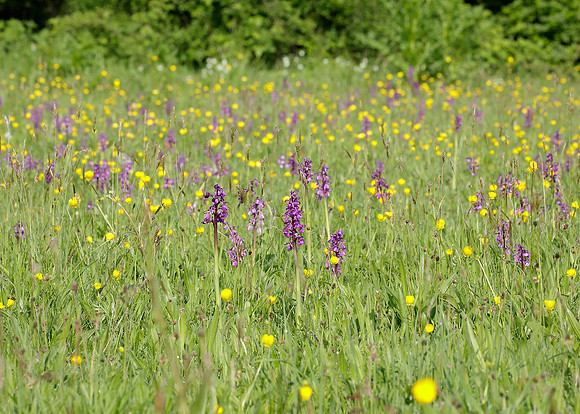 Green-winged Orchid Anacamptis morio