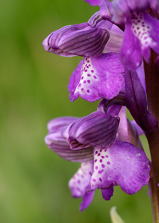 Green-winged Orchid Anacamptis morio