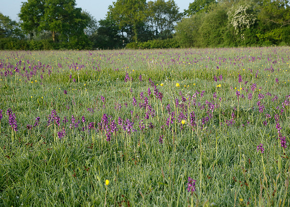 Green-winged Orchid Anacamptis morio