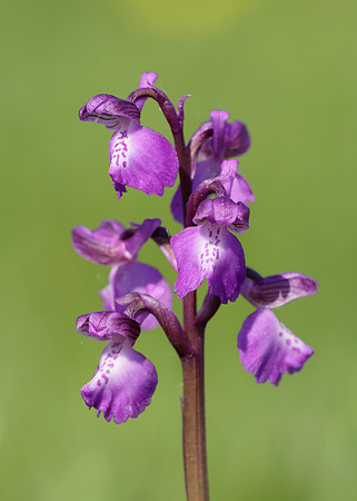 Green-winged Orchid Anacamptis morio
