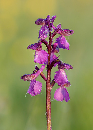 Green-winged Orchid Anacamptis morio