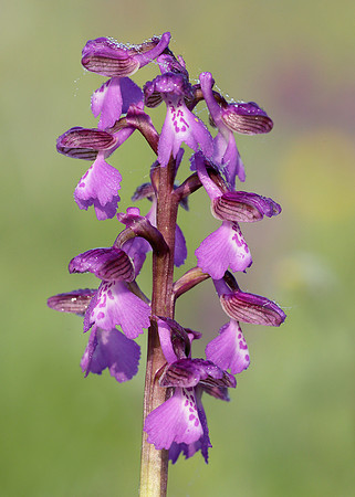 Green-winged Orchid Anacamptis morio