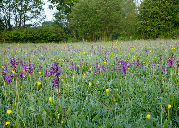 Green-winged Orchid Anacamptis morio