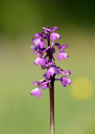 Green-winged Orchid Anacamptis morio