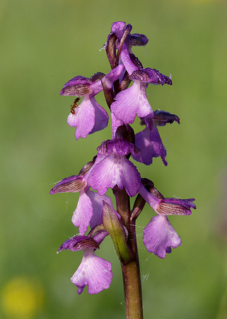 Green-winged Orchid Anacamptis morio