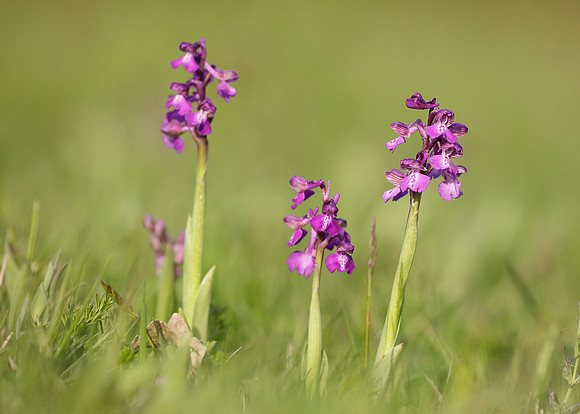 Green-winged Orchid Anacamptis morio